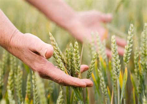 Local Famrers 的图像结果