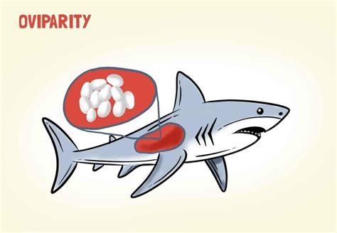 Image result for Sharks Reproduction