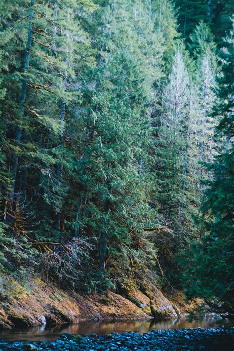 Mushroom Hunting by the Salmon River – Maxwell