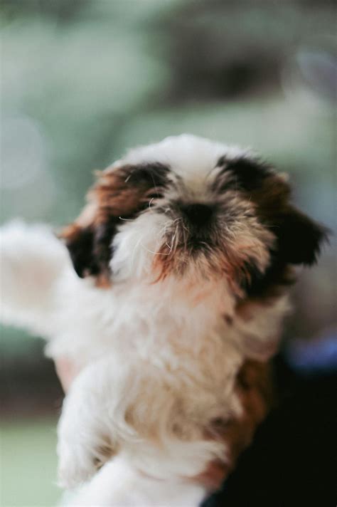 Shih Tzu Puppies Photos, Download The BEST Free Shih Tzu Puppies Stock ...