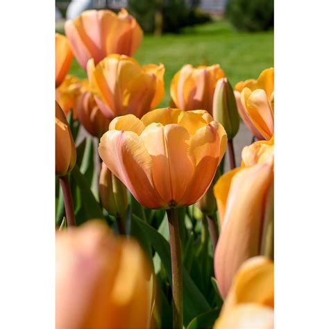 Tulip Triumph Apricot Foxx 6 Bulbs Ready for Planting Now in UK Autumn Outdoor Gardens by ...