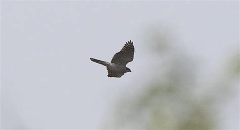 Baaz! Northern Goshawk sighted in Delhi