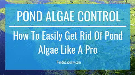 Pond Algae Control 的图像结果