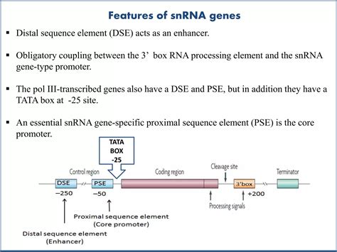 Small nuclear rna | PPTX