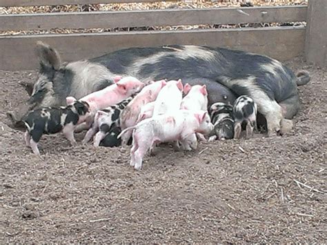 Animal Land Children's Farm, Attraction, Melbourne, Victoria, Australia