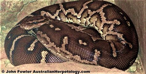 Angolan Python 的图像结果