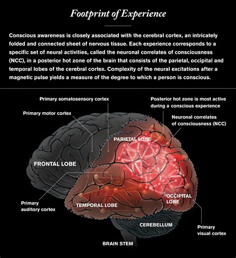 What Is Consciousness? - Scientific American