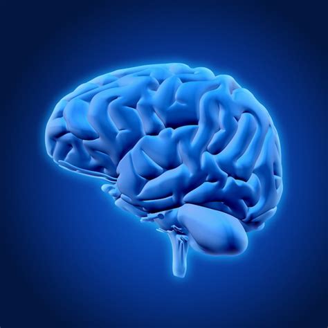 Fotos de Cerebro humano - Baixe fotos grátis de alta qualidade | Freepik