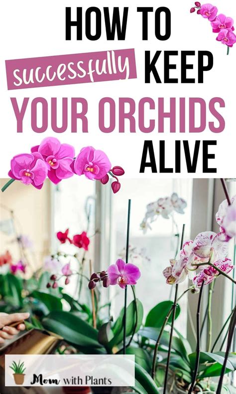 Orchid Food, Orchid Plant Care, Plant Care Houseplant, Indoor Orchid ...