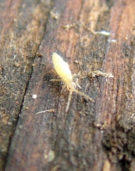 Image result for Yellow Spring Tails