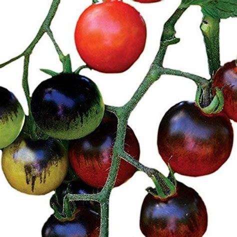 Biosnyg ™CIAR-537 Midnight Snack Award Winning Tomato Seed Price in ...