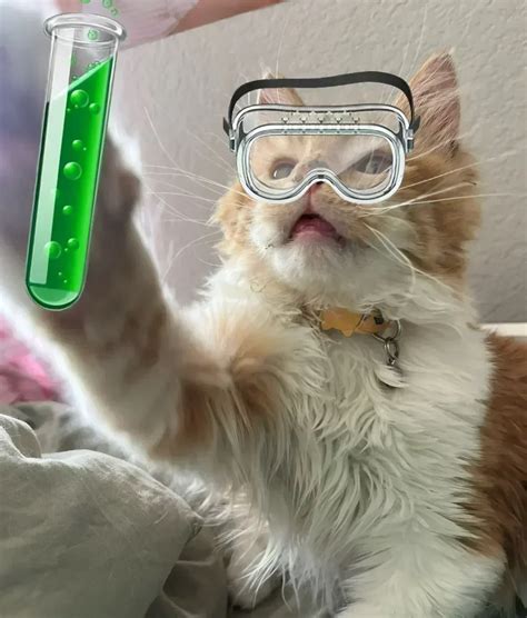 For%20Science%20Cat!%20Meme%20Template | Free Meme Templates Download