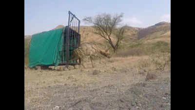 Maharashtra: Hyena recovers after injury from a deadly foot trap set by ...