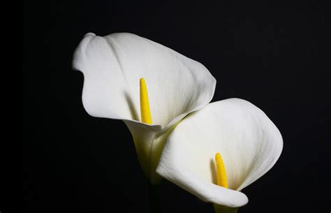 How to Care for a Calla Lily - Indoor Plant Guides