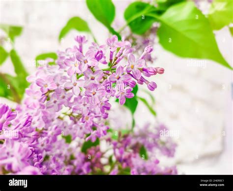 Purple stock flower hi-res stock photography and images - Alamy