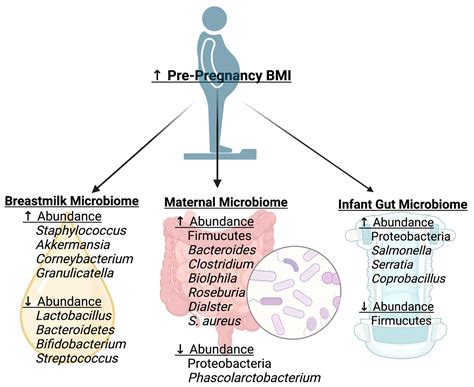 Maternal Nutritional Status and the Microbiome across the Pregnancy and ...