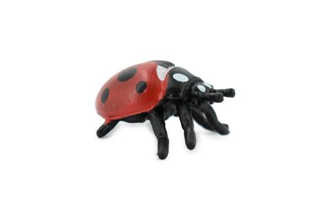 Image result for Real Ladybug