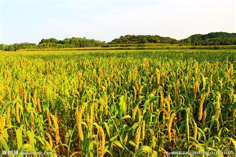 各地区水稻播种时间 - 农敢网