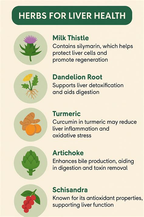 Best Herbs for Liver Repair | Natural Liver Support - Body in Harmony Products