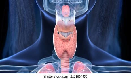 Neck Design Cutting 的图像结果