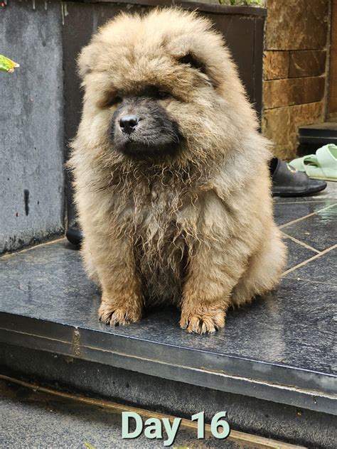 Size of Chow Chows : r/chowchow