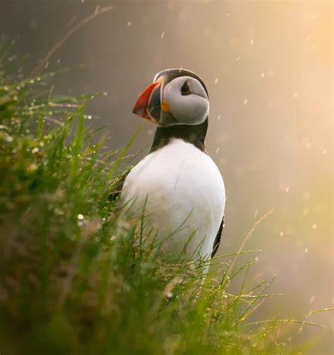 Photograph 的图像结果