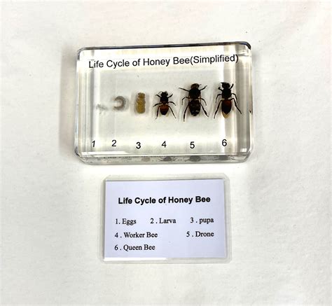 Queen Bee Life Cycle Timetable at Jayden Sievwright blog