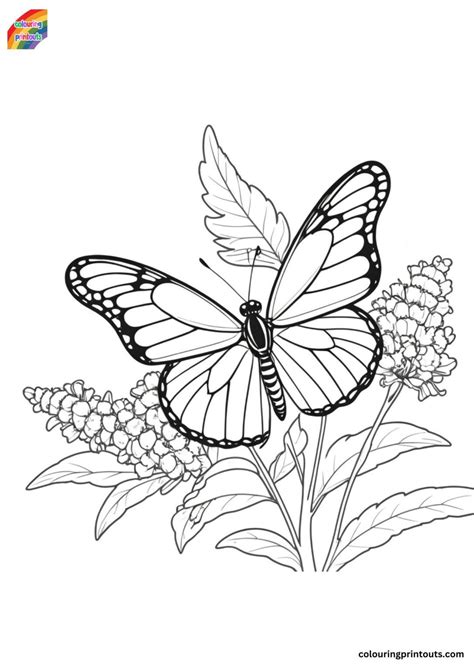 Monarch Butterfly Coloring Pages Easy