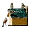 Amijivdaya Wooden Bird House Water Resistance : Amazon.in: Garden ...