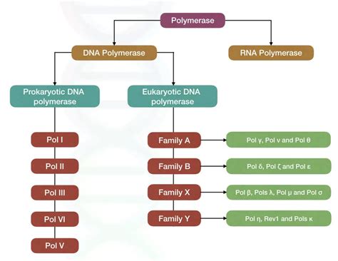Image result for DNA Polymerase Function