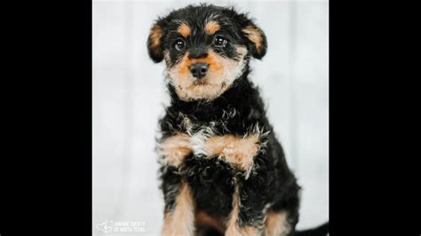 Rottweiler Poodle Mix Puppies