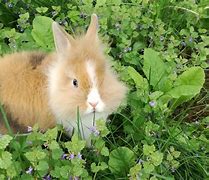 Image result for Crazy Easter Bunny Mimi