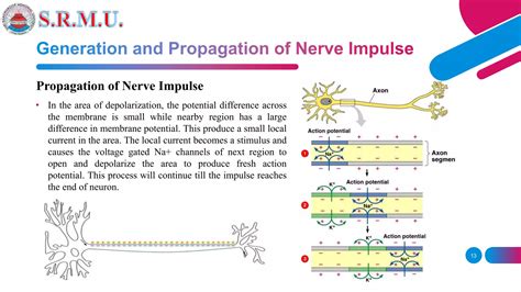 Mechanism of Generation and Propagation of Nerve Impulse.pptx