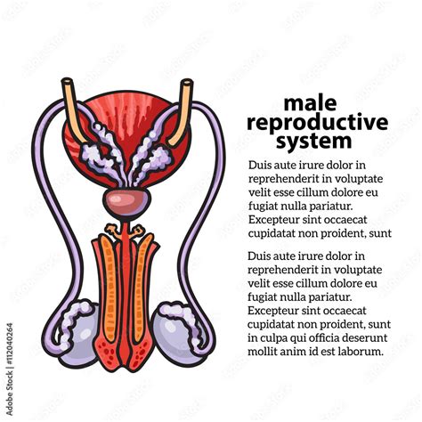 Image result for Male Reproductive System Easy Drawing