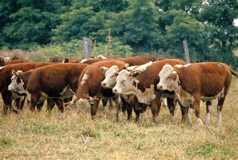 Hereford | British, Beef, Dairy | Britannica