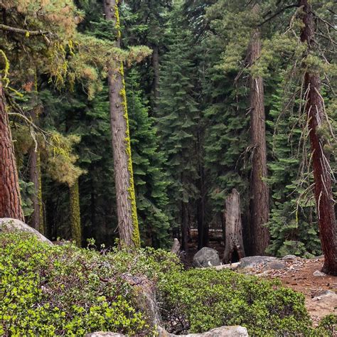 Image result for Exploring On Forest