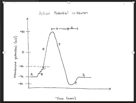 Action Potential Graph 的图像结果