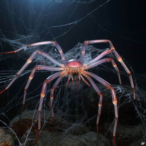 Lungs or Legs? The Unusual Respiration of Giant Sea Spiders | OddFeed