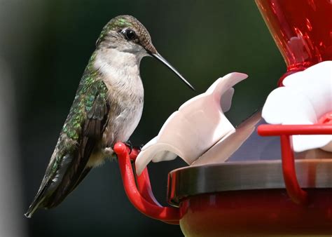 Image result for Shutterbug Live