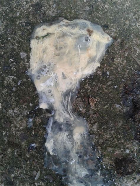 Image result for Sick Chicken Poop