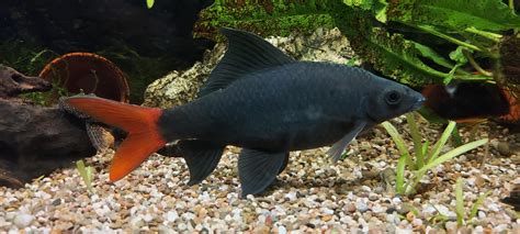 Red Tail Shark 101: Care Guide, Breeding, Tank Size & Disease