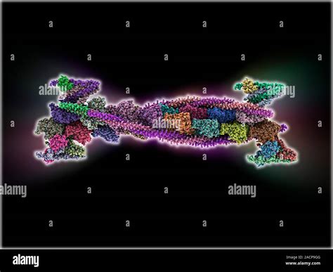 Crossbridge Model of Muscle Contraction 的图像结果