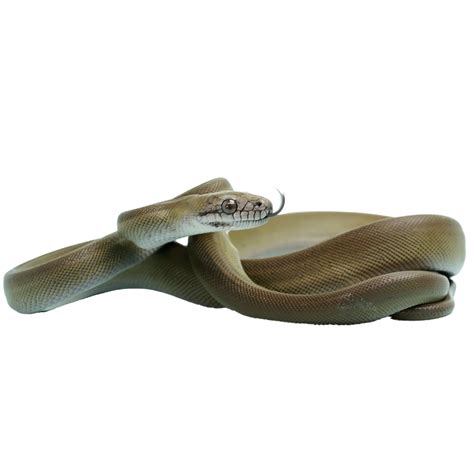 Image result for Olive Python Pillberra