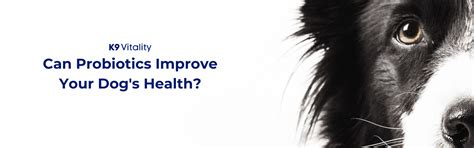 Natural Dog Supplements Online in India – K9 Vitality