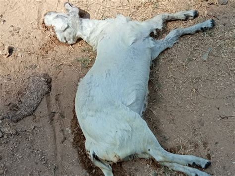 An old man drowned while trying to rescue a goat from a water tank in ...