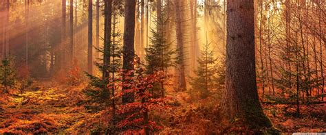 Bing Wallpaper Fall Forest 的图像结果