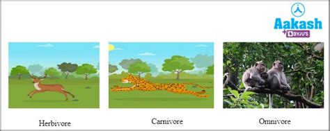 Animal Food 的图像结果