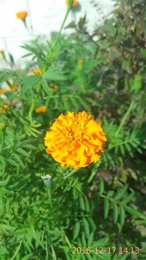 genda flower drawing