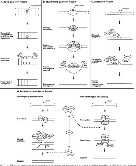 Steps to DNA Repair 的图像结果