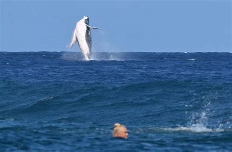 पेरिस Olympics सर्फिंग सेमीफाइनल के दौरान दिखी व्हेल - whale spotted ...